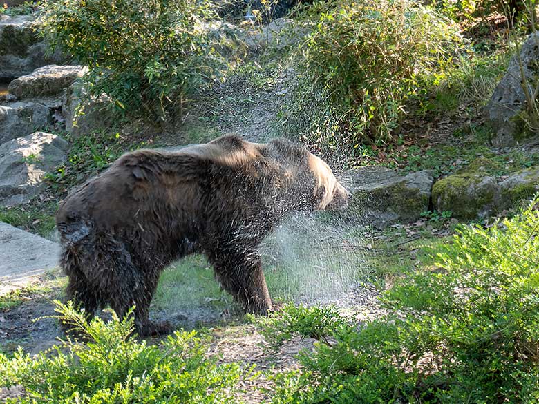 Braunbärin SIDDY am 8. April 2025 auf der Außenanlage im Grünen Zoo Wuppertal