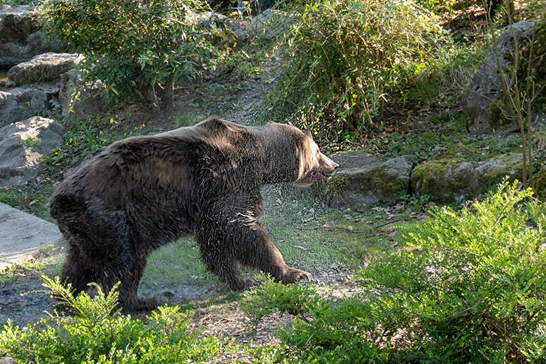 Braunbärin SIDDY am 8. April 2025 auf der Außenanlage im Zoologischen Garten Zoo Wuppertal