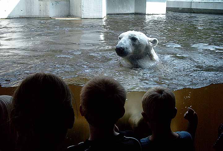 Eisbär im Wuppertaler Zoo im Juni 2003