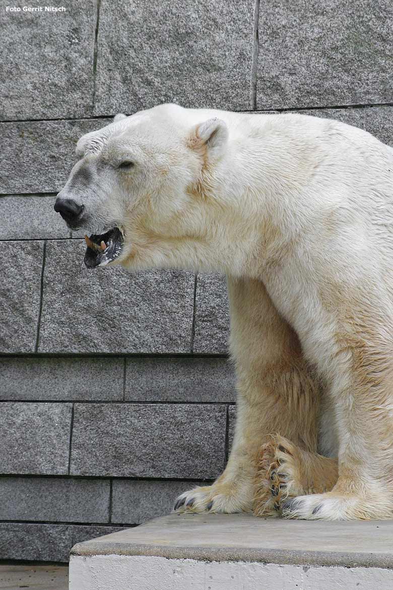 Männlicher Eisbär BORIS am 28. Juli 2006 auf der großen Außenanlage im Wuppertaler Zoo (Foto Gerrit Nitsch)