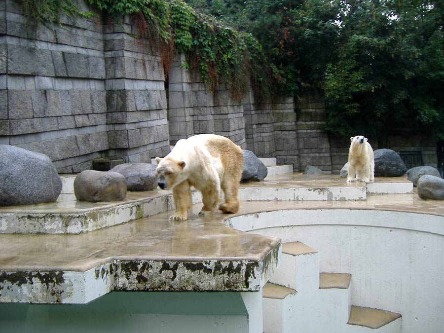 Eisbär BORIS und Eisbärin JERKA im Zoo Wuppertal im August 2006