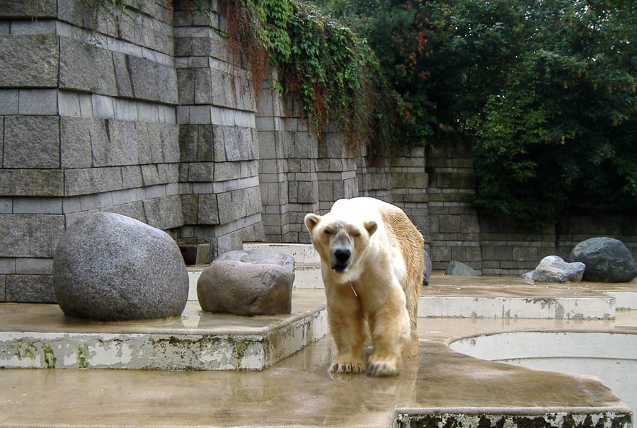 Eisbär BORIS im Zoologischen Garten der Stadt Wuppertal im August 2006