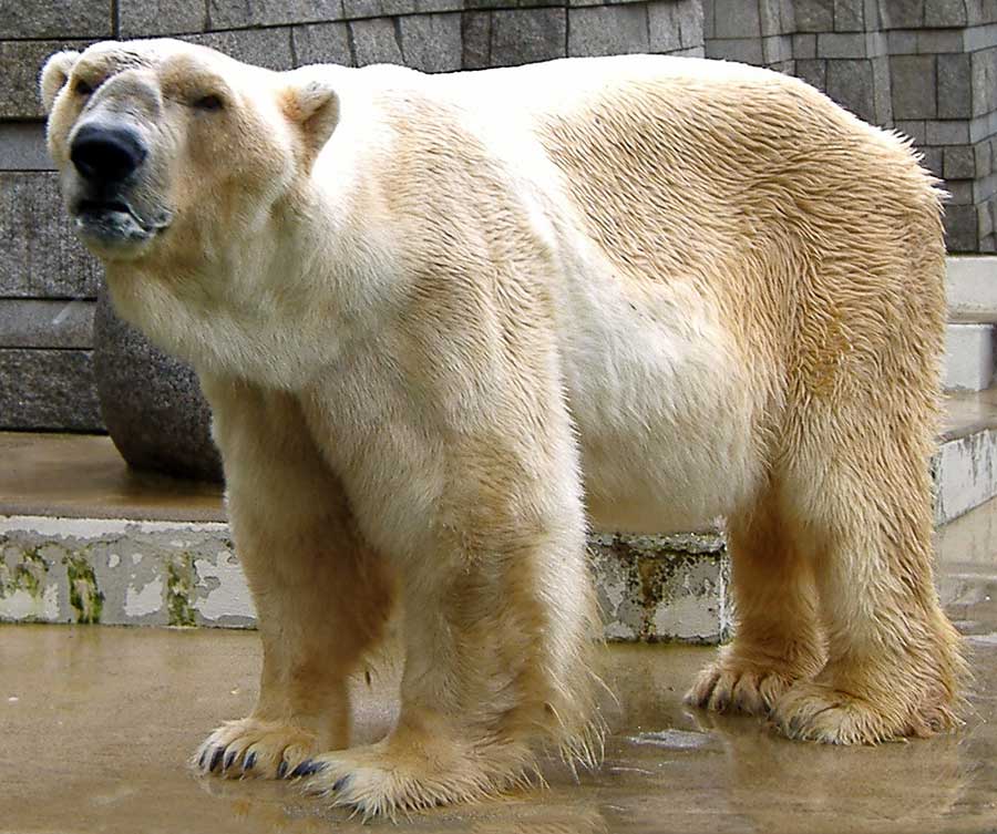 Eisbär BORIS im Zoo Wuppertal im August 2006
