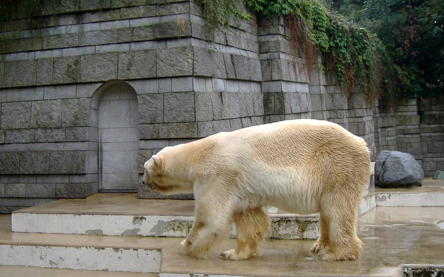 Eisbär BORIS im Zoologischen Garten Wuppertal im August 2006