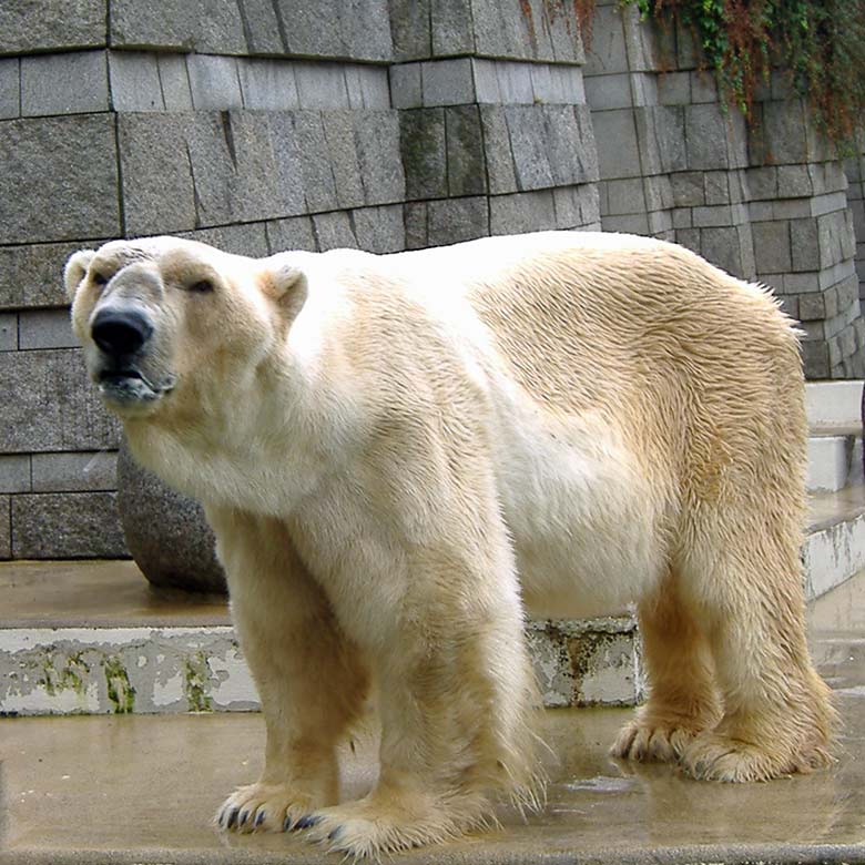 Eisbär BORIS am 19. August 2006 auf der Außenanlage im Zoologischen Garten Wuppertal