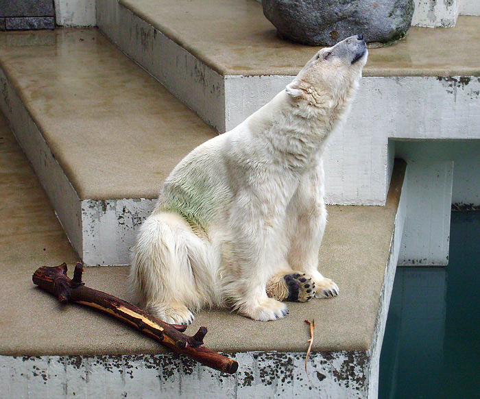 Eisbärin JERKA im Wuppertaler Zoo am 21. Dezember 2008