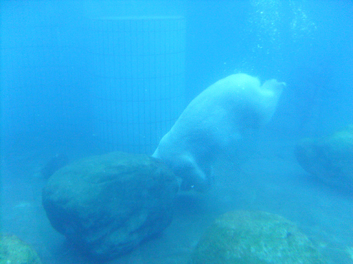 Eisbär unter Wasser im Zoologischen Garten Wuppertal am 11. Januar 2009