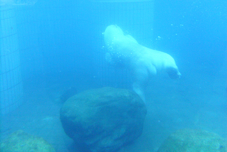 Eisbär unter Wasser im Wuppertaler Zoo im Januar 2009