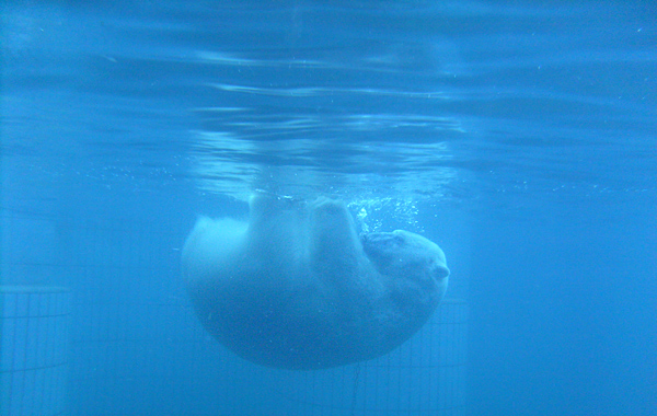 Eisbär unter Wasser im Wuppertaler Zoo am 11. Januar 2009