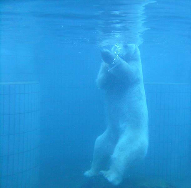 Eisbär unter Wasser im Wuppertaler Zoo im Januar 2009