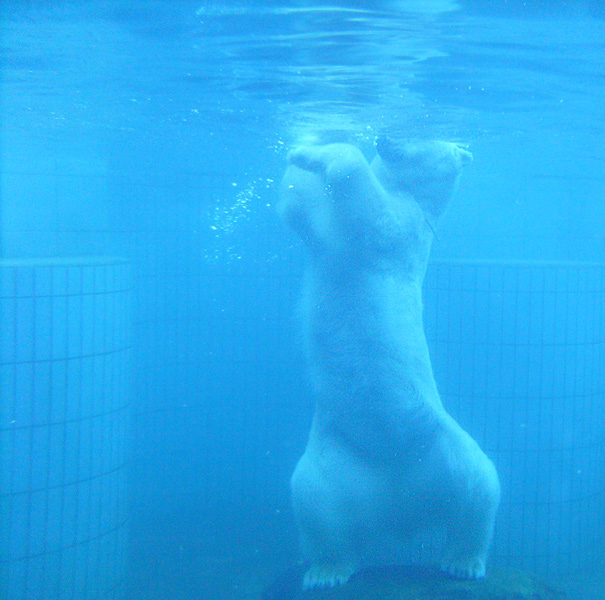 Eisbär unter Wasser im Zoo Wuppertal im Januar 2009