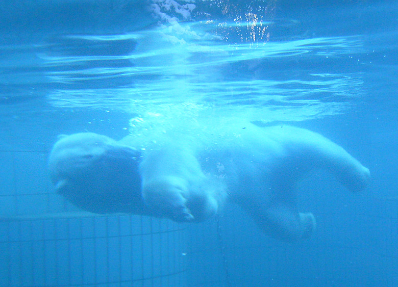Eisbär unter Wasser im Zoologischen Garten Wuppertal im Januar 2009