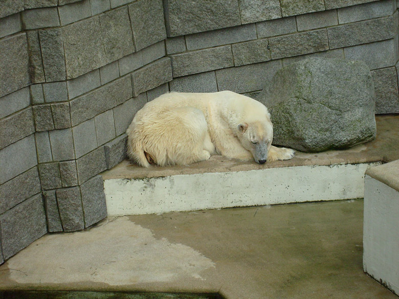 Eisbärin Jerka im Zoo Wuppertal am 4. April 2009