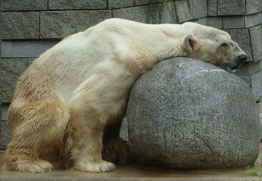 Eisbär Boris im Zoologischen Garten Wuppertal am 12. Juli 2009