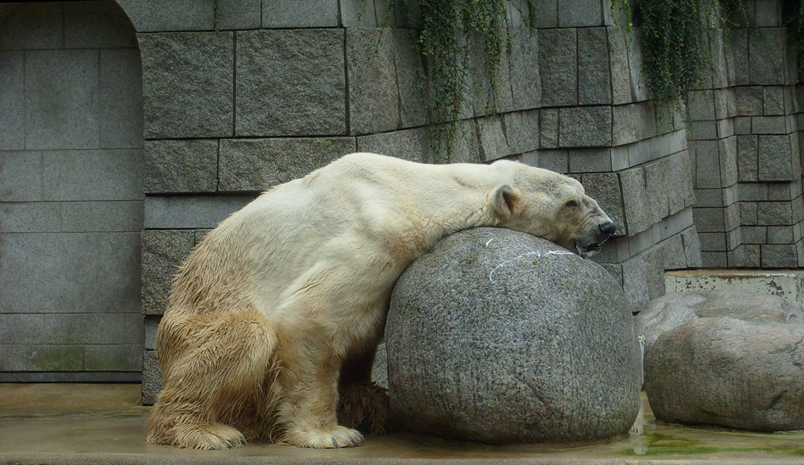 Eisbär Boris im Zoo Wuppertal am 12. Juli 2009