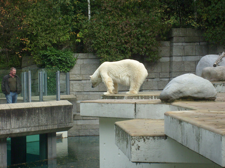 Eisbärin Jerka im Zoo Wuppertal am 4. Oktober 2009
