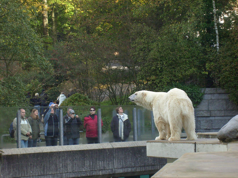 Eisbärin Jerka im Zoo Wuppertal am 18. Oktober 2009