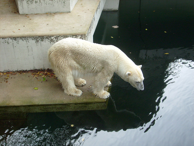 Eisbärin Jerka im Zoologischen Garten Wuppertal am 23. Oktober 2009