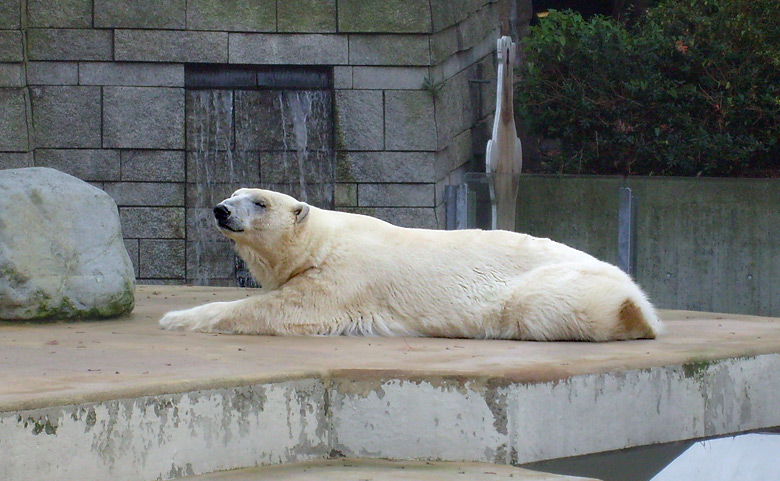 Eisbärin Jerka im Wuppertaler Zoo am 24. Oktober 2009