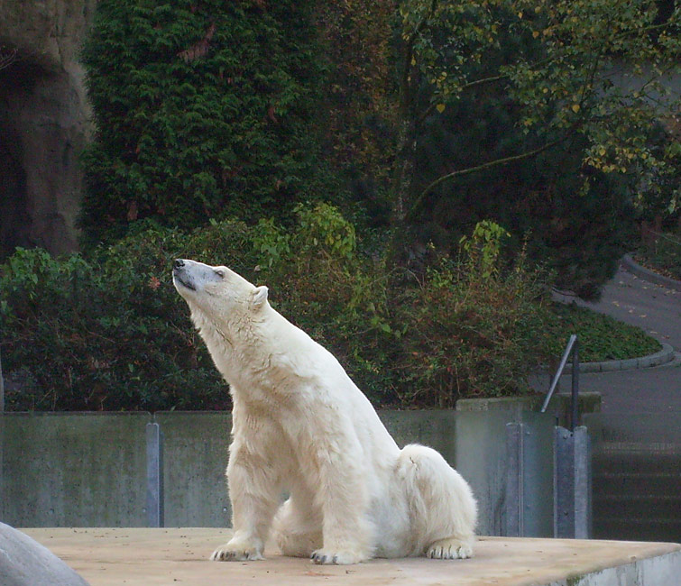 Eisbärin Jerka im Zoologischen Garten Wuppertal am 24. Oktober 2009