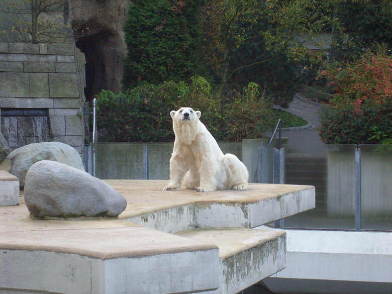 Eisbärin Jerka im Zoo Wuppertal am 24. Oktober 2009