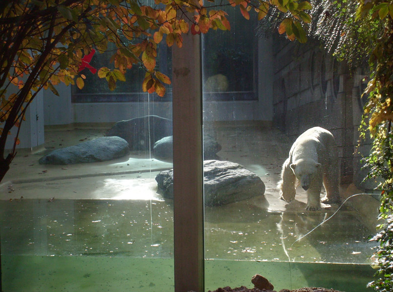 Eisbärin Jerka im Zoologischen Garten Wuppertal am 28. Oktober 2009