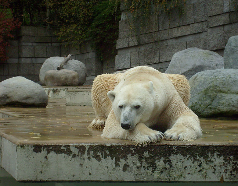 Eisbär Lars im Wuppertaler Zoo am 27. Oktober 2009