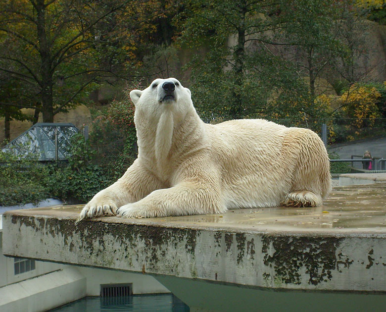 Eisbär Lars im Zoologischen Garten Wuppertal am 27. Oktober 2009