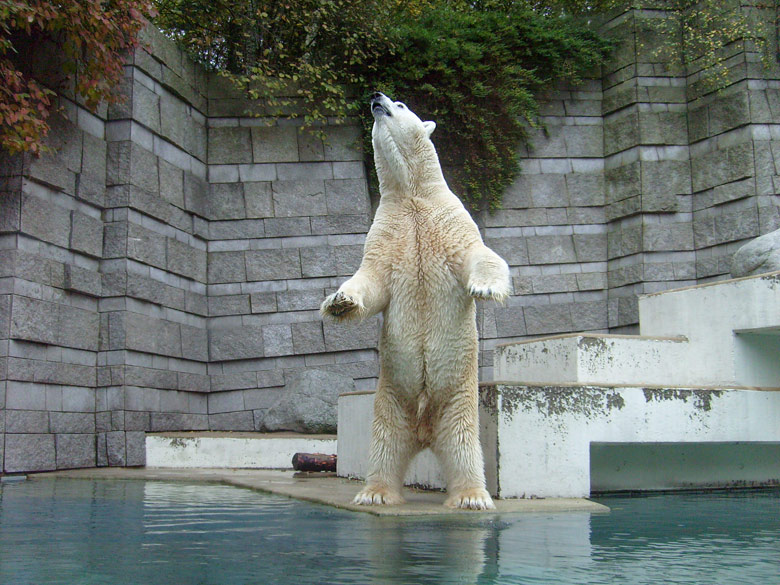 Eisbär Lars im Zoo Wuppertal am 27. Oktober 2009