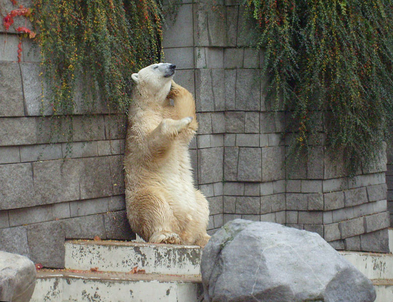Eisbär Lars im Zoo Wuppertal am 27. Oktober 2009