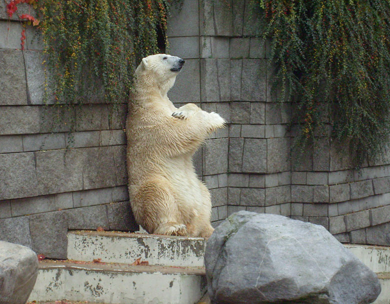 Eisbär Lars im Zoologischen Garten Wuppertal am 27. Oktober 2009