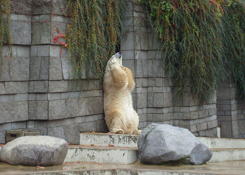 Eisbär Lars im Wuppertaler Zoo am 27. Oktober 2009