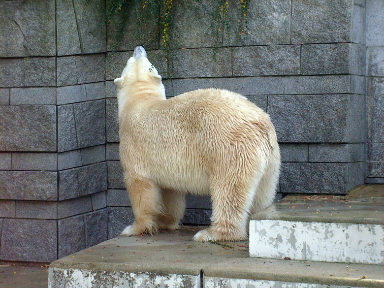 Eisbär Lars im Wuppertaler Zoo am 28. Oktober 2009