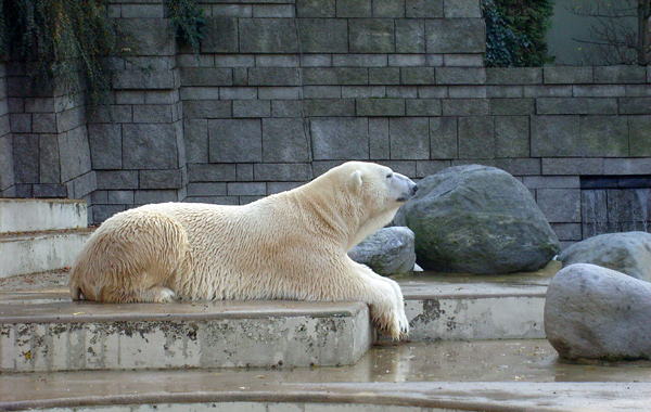 Eisbär im Wuppertaler Zoo am 28. Oktober 2009