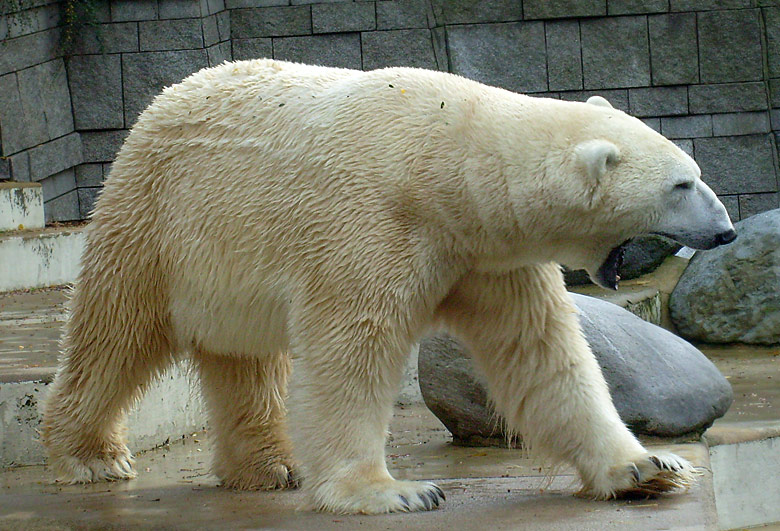 Eisbär Lars im Zoo Wuppertal am 28. Oktober 2009