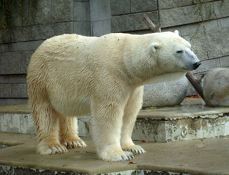 Eisbär Lars im Zoologischen Garten Wuppertal am 28. Oktober 2009