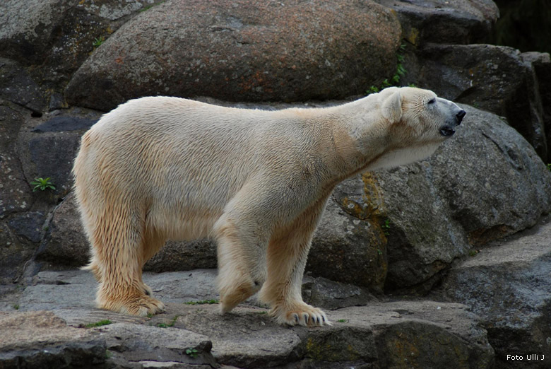 Eisbär Lars im Berliner Zoo (Foto Ulli J)