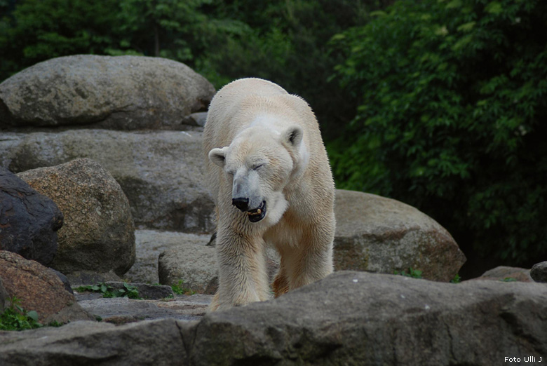 Eisbär Lars im Berliner Zoo (Foto Ulli J)
