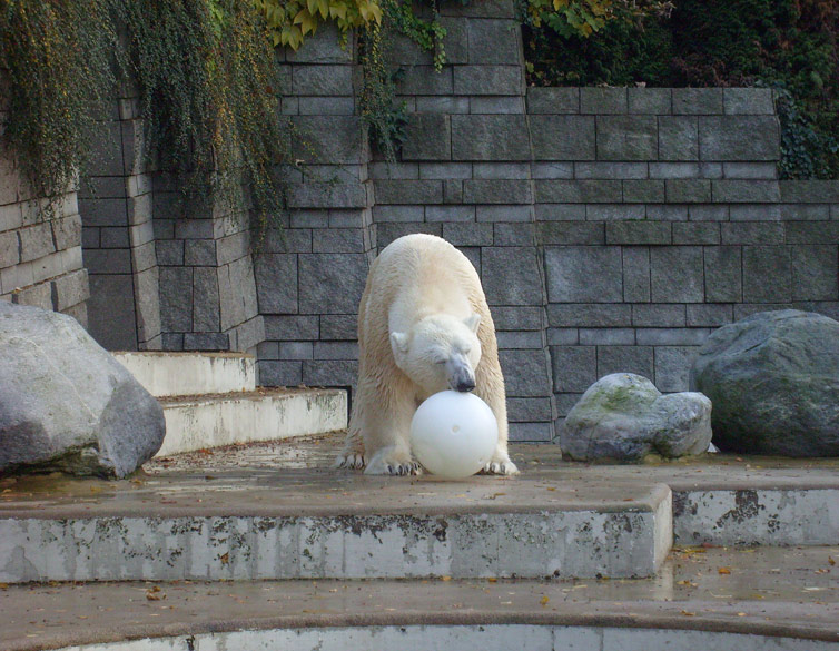 Eisbär Lars im Zoo Wuppertal am 30. Oktober 2009