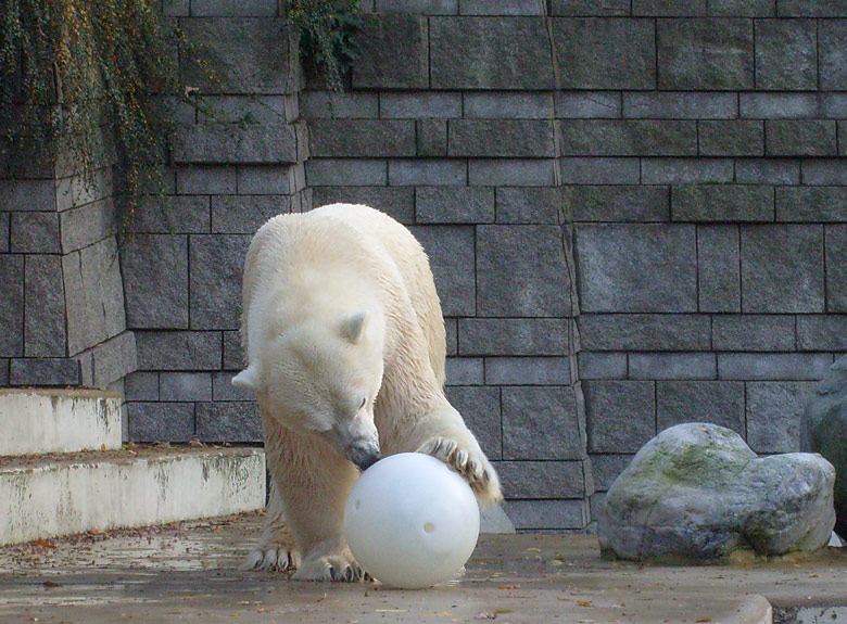 Eisbär Lars im Wuppertaler Zoo am 30. Oktober 2009