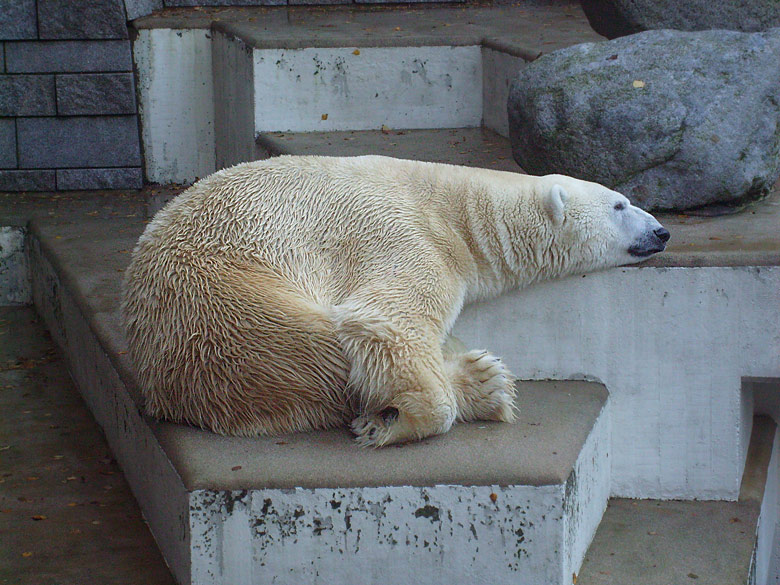Eisbär Lars im Zoologischen Garten Wuppertal am 8. November 2009