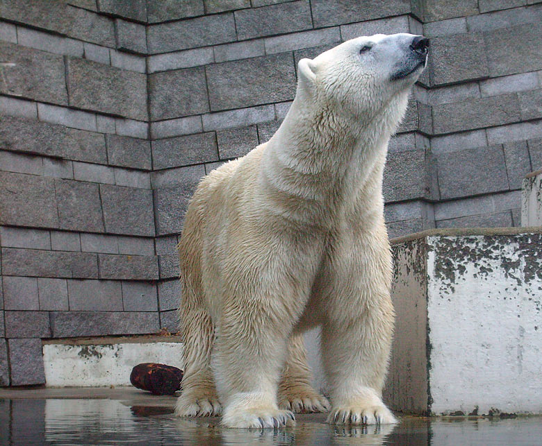 Eisbär Lars im Zoologischen Garten Wuppertal am 8. November 2009