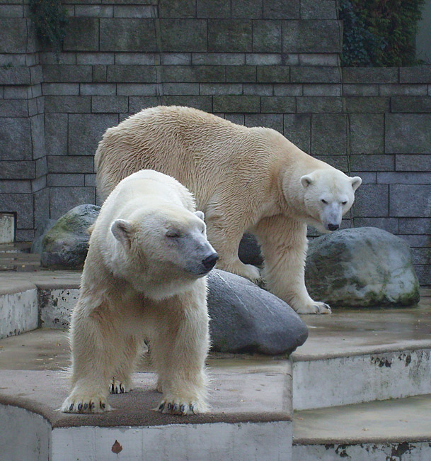 Eisbär Lars und Eisbärin Jerka im Zoo Wuppertal am 8. November 2009