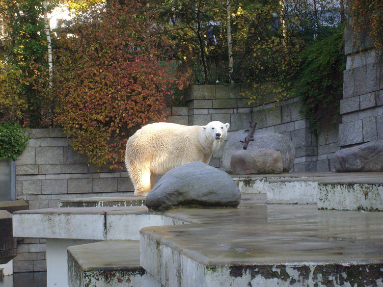 Eisbär Lars im Wuppertaler Zoo am 8. November 2009