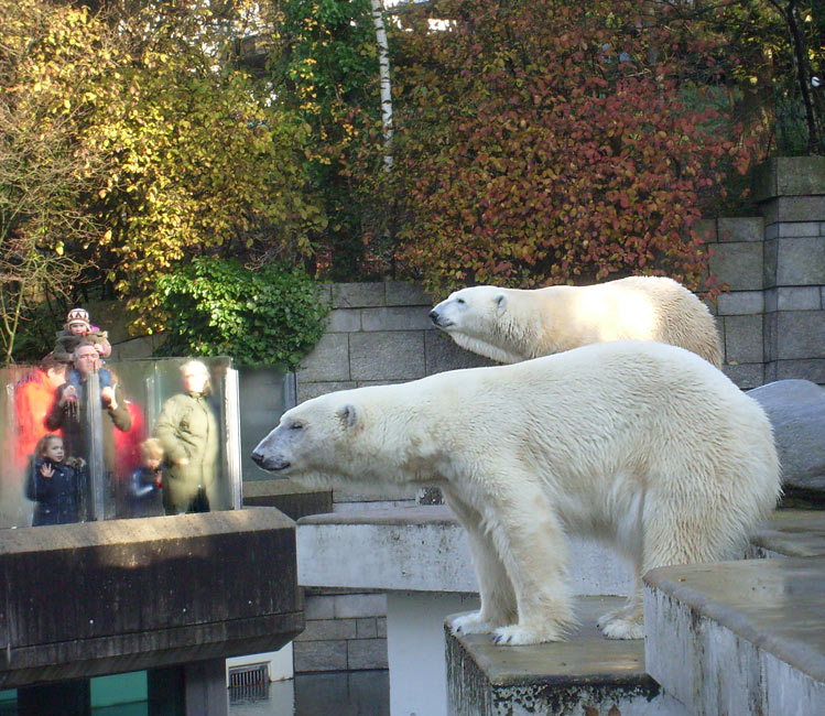 Eisbär Lars und Eisbärin Jerka im Wuppertaler Zoo am 8. November 2009