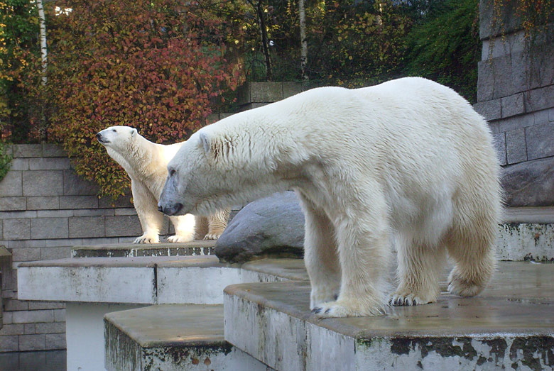 Eisbär Lars und Eisbärin Jerka im Zoologischen Garten Wuppertal am 8. November 2009