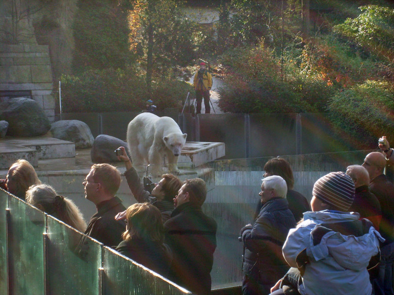Eisbärin Jerka im Zoologischen Garten Wuppertal am 8. November 2009