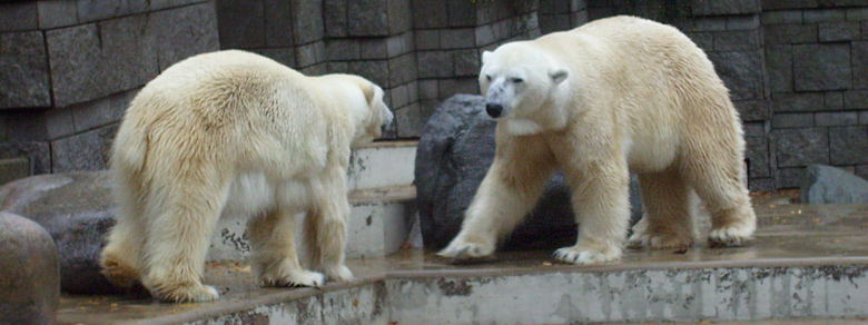 Eisbär Lars und Eisbärin Jerka im Zoologischen Garten Wuppertal am 14. November 2009