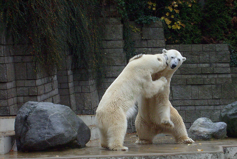 Eisbär Lars und Eisbärin Jerka im Zoo Wuppertal am 14. November 2009