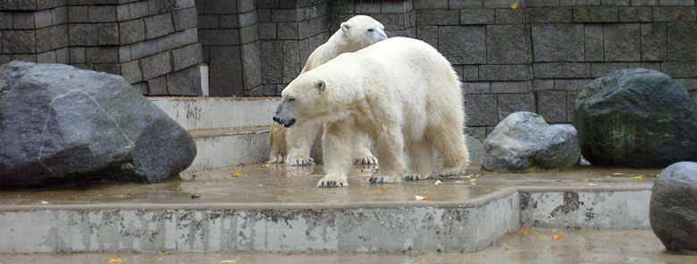 Eisbär Lars und Eisbärin Jerka im Wuppertaler Zoo am 14. November 2009